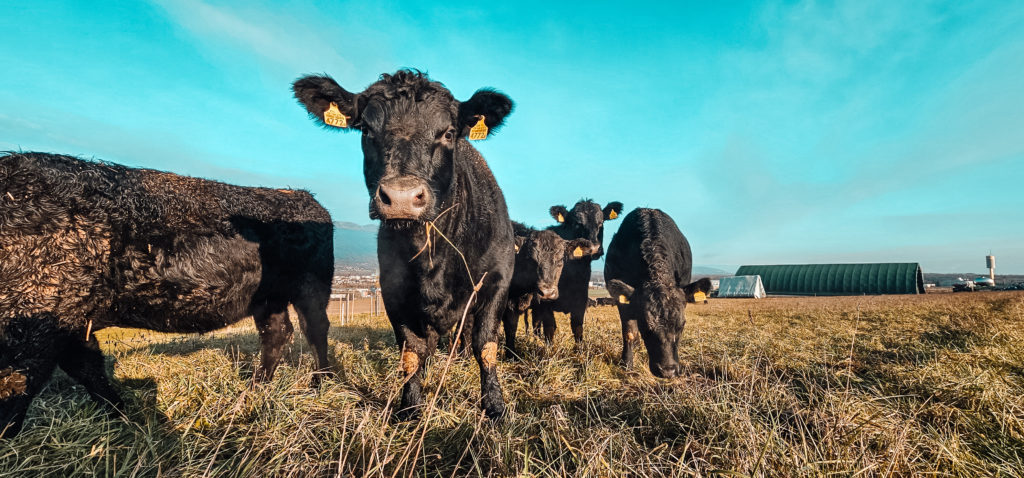 Cheptel vache Black Angus - Lionel Dugerdil