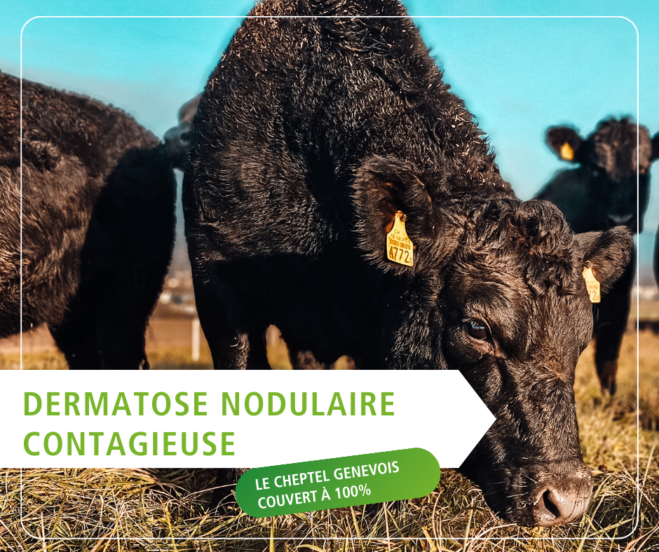 Dermatose nodulaire contagieuse