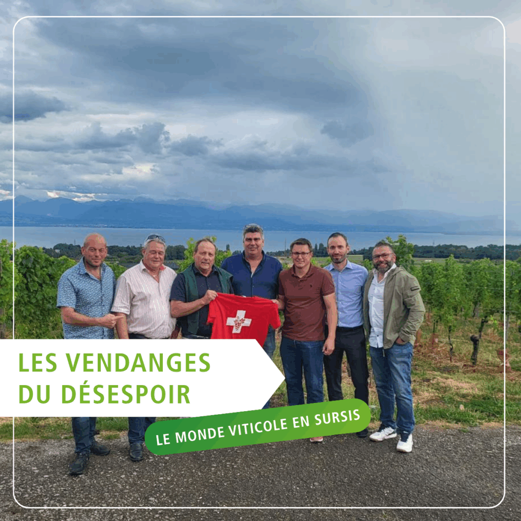 Les vendanges du désespoir